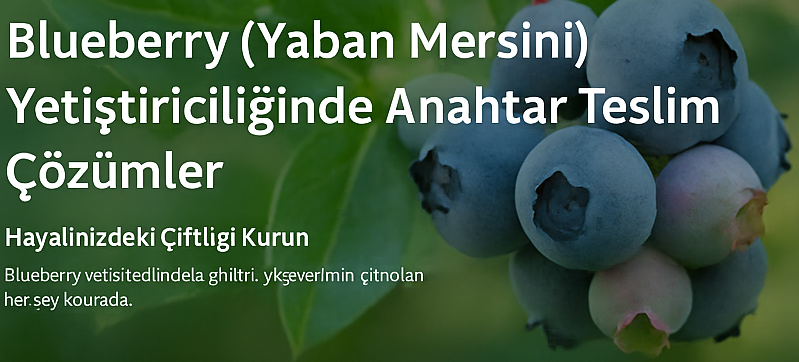 blueberry-yaban-mersini